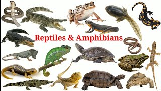 Reptiles amp Amphibians In English With Pictures  Reptiles Amphibians  Easy english learning process [upl. by Fred32]