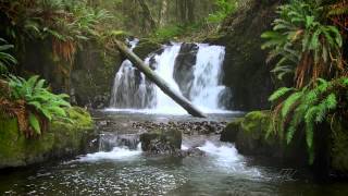 The Forest Waterfall HD  The Calming Sound of Water [upl. by Adaynek790]