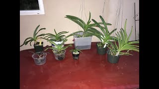 Vanda Orchid Care tips and tricks for low humidity environment [upl. by Ahsiekrats]