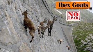 Alpine Ibex Goats Climbing on a Vertical Dam [upl. by Akkim22]