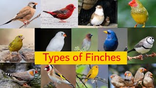 17 types of Finches  Species of Finches [upl. by Lurleen400]