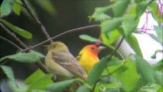 Western Tanagers [upl. by Hsakiv841]