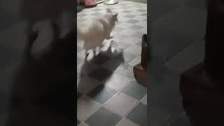 Rocky 😍🥰doglover funny subscribe like subscribemychannel [upl. by Delgado17]