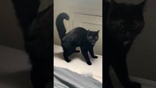 BEST CATS REACTIONS TO FARTS funnycats laugh funny [upl. by Lertnom]