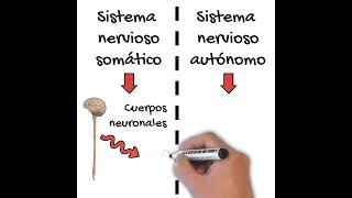 Los Subsistemas Somático y Autónomo EN 1 MINUTO [upl. by Kip]