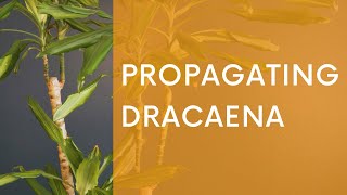 Propagating Dracaena  How to Prune and Propagate a quotCorn Plantquot [upl. by Recor]