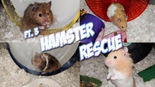 IM RESCUING 6 HAMSTERS  Part 3  Meet the Hammys [upl. by Karla]