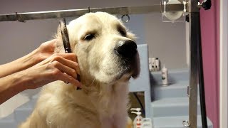 Grooming Guide  How to Groom a Golden Retriever 45 [upl. by Edyaw]