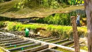 Documental TV Agro en Acuario Calypso Part1 [upl. by Yrok]