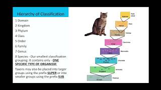 Basics of Taxonomy of Dichotomous Keys  BIO 103 [upl. by Aliahkim]