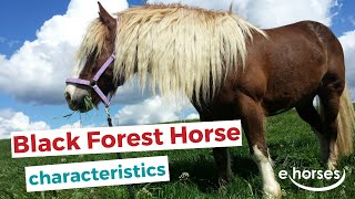 Black Forest Horse  characteristics origin amp disciplines [upl. by Aloke120]