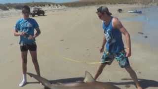 Beach Shark Fishing [upl. by Socin]