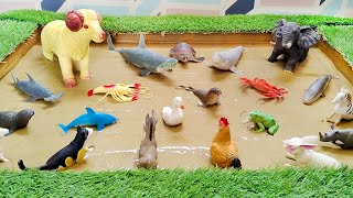 Muddy Farm Animals and Sea Animals Adventure for Toddlers  Playing amp Enjoying [upl. by Oiramaj]