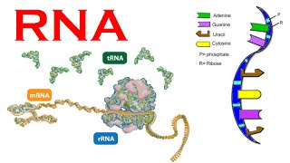 RNA structure and synthesis and types [upl. by Ottillia290]