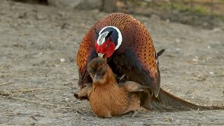 Pheasant breeding Chickens re upload [upl. by Aneladgam391]