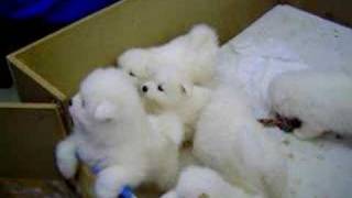 Cute Samoyed Puppies [upl. by Reger]