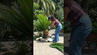 Cycas pruning [upl. by Silvio717]