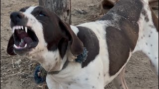 BEST Videos of DOGS BARKING REALLY LOUD  Barking dog loudly sound  Barking dog sound [upl. by Duwalt]