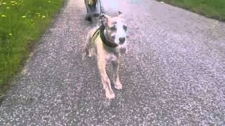 8 weeks old whippet puppy  Silas first weeks [upl. by Retsila]