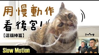 【黃阿瑪的後宮生活】用慢動作看後宮！逗貓棒篇 [upl. by Doraj]