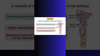 VASA RECTA LOOP OF HENLE COUNTERCURRENT KIDNEYS kidney water physiology cellbiology cell [upl. by Atlee670]