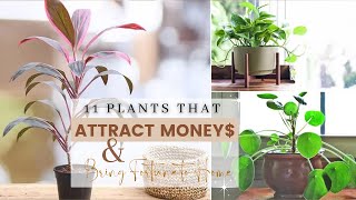 11 Plants that Attract Money amp Bring Fortune to Home [upl. by Janus]