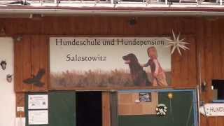 Hundepension  Hundehotel Salostowitz [upl. by Verdha276]