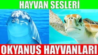 Okyanus Hayvanlarını Öğrenelim  Çocuklar İçin Hayvanlar [upl. by Aeduj]