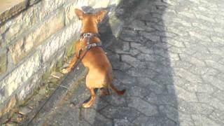 Epilepsie beim Zwergpinscher [upl. by Valenza]