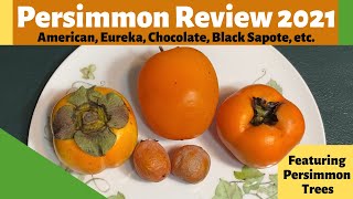 Persimmon Review 2021 American Eureka Chocolate Black Sapote etc [upl. by Yerfej]