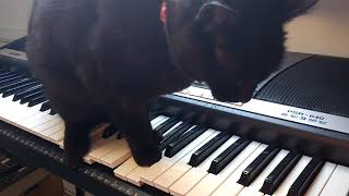 Cute Black Cat Plays Scary Horror Movie Music On Piano Keyboard Synth JohnCarpenter JohnCatpenter [upl. by Christoper693]