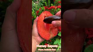 mamey sapote exoticvariety exoticfruitplants fruittree tropicalfruit garden fruit [upl. by Swisher]