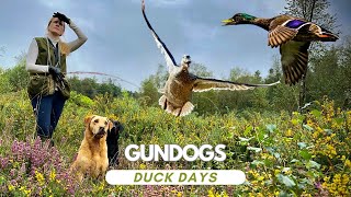 Come Picking Up with us on Driven Mallard drivenduck gundog labrador [upl. by Rock]