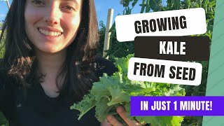 How To Grow Crunchy Kale From Seed In Your Garden [upl. by Lifton]