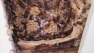 Hornet INFESTATION above YOUR bedroom ceiling Hornet Wasp Nest Removal [upl. by Nawuq218]