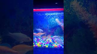 Aquarium fish aquarium fish goldfish fishtank indian india aquariumpets pets [upl. by Oeram]