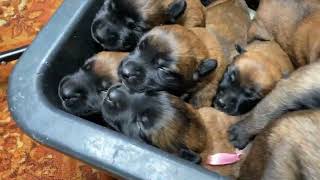 Puppies crying The sound that all dogs love Belgian Malinois [upl. by Ecyarg]