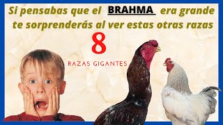 ¿Creías que la raza de pollo Brahma es grande no podrás creer estas otras razas de pollos gigantes [upl. by Axia79]