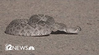 Monsoon moisture increases calls for rattlesnake relocation experts say [upl. by Llenrahs215]