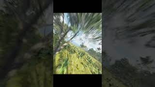 FPV on APUS Bird Simulator flying among trees birds birdsimulator flightsimulator [upl. by Zetrom]