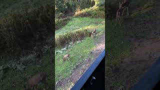 Early Morning Fawns  Pursuing Him jesus bowhunting whitetaildeer mathewsarchery [upl. by Awram]