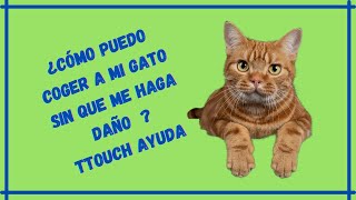 Ttouch aplicado en un gato [upl. by Airdnaed]