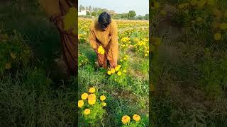 Marigold flower in kathore malir Karachi kathoremalirkarachiviralvideo morning work [upl. by Dunaville102]