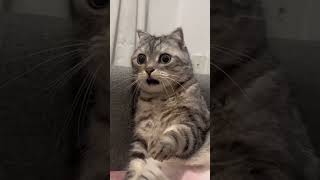 Cat is shocked cat cute foryou funny funnyvideo [upl. by Wittie491]