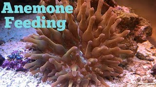 Anemone Feeding Time Lapse [upl. by Aguie]