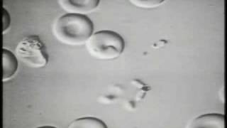 The Invasion of Erythrocytes by Malaria Merozoites [upl. by Seaver]