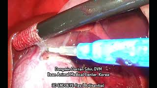 Fundus first method SAMIT cholecystectomy in a dog  normograde flushing [upl. by Amalee796]