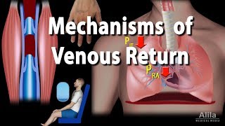 Mechanisms of Venous Return Animation [upl. by Delainey250]