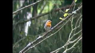 Rödhake  Erithacus rubecula  European Robin  ljudsound [upl. by Espy]