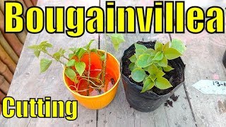 How to Grow Bougainvillea From Cutting Part2  Last Part [upl. by Oht]